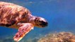UK tourist watches on as turtles battle off Greek coast