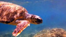 UK tourist watches on as turtles battle off Greek coast