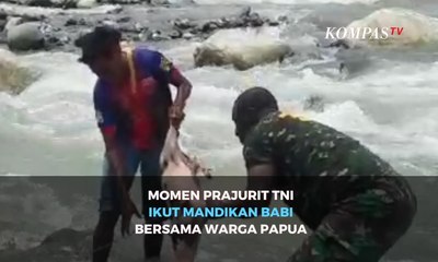 Momen Prajurit TNI Ikut Mandikan Babi Bersama Warga Papua