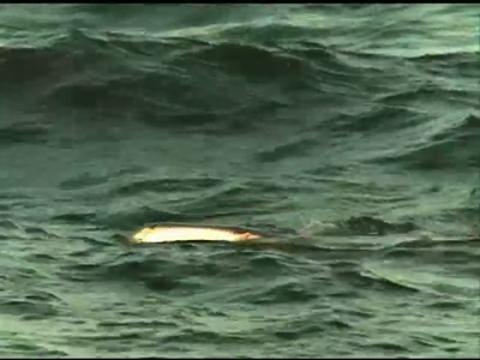 WATCH: Whale sharks sighted in port of Legazpi