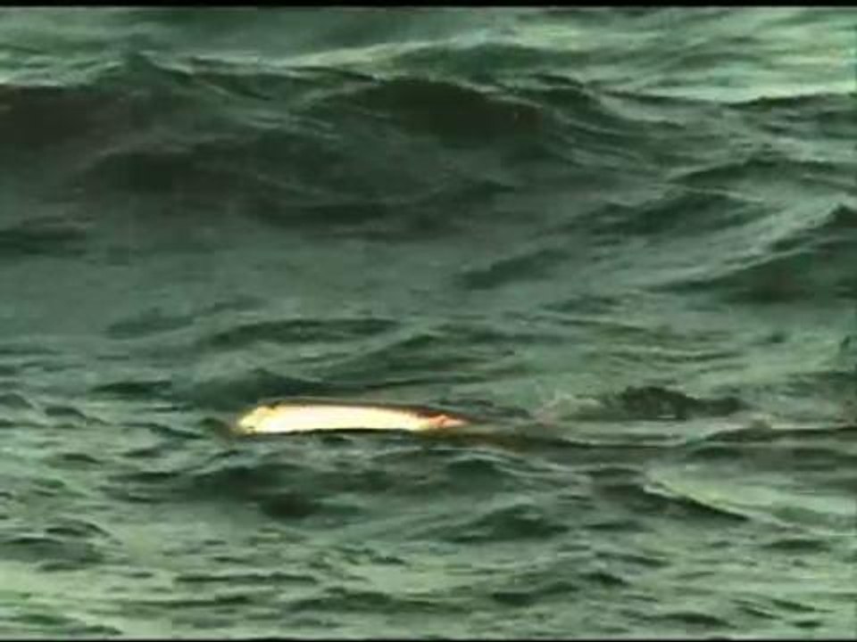 WATCH: Whale sharks sighted in port of Legazpi