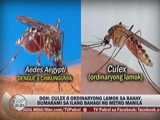 WATCH: Mosquito swarms found in Metro Manila