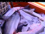 WATCH: Dead sharks found in Vietnamese poaching vessel
