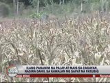Cagayan farmers reeling from drought