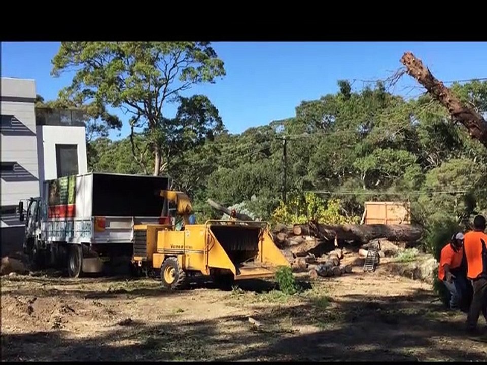 Tree Trimming & Pruning Services