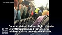 Un cheval miniature filmé sur le siège d’un avion