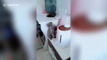Curious cat plays with steam coming out of humidifier in China