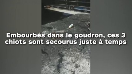 Embourbés dans le goudron, ces 3 chiots sont secourus juste à temps !