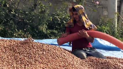 Üreticilere 'emanete fındık vermeyin' uyarısı - DÜZCE