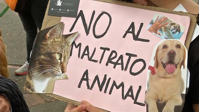 Владельцы животных и их питомцы протестуют вместе