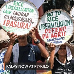Farmers seek floor price as palay sells for just P7 per kilo
