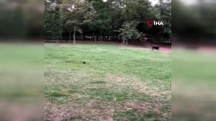 Babasını ısırdığı iddia edilen köpeğe kalasla saldıran adam kamerada