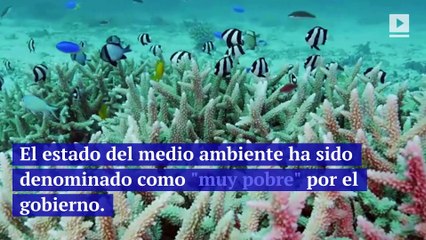 La Gran Barrera de Coral de Australia está en grandes problemas