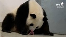 Nacen los primeros dos osos panda en Alemania