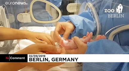 Pandák születtek a berlini állatkertben