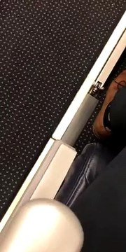 Un passager s'amuse à filmer un cheval miniature qui voyage en avion