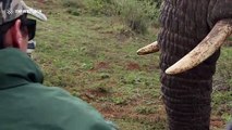 Tourists experience close encounter with gentle giant elephant in South Africa