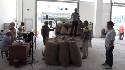 Fındık üreticilerine nem uyarısı