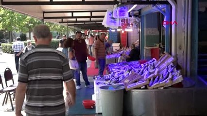 Eskişehir av yasağı bitti, tezgahlar balıkla doldu