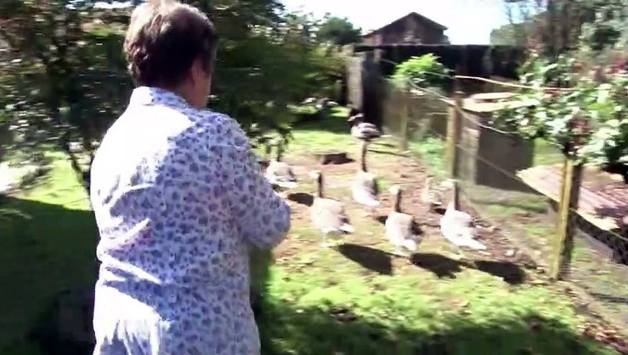 Après le coq Maurice, des canards accusés de caqueter trop fort