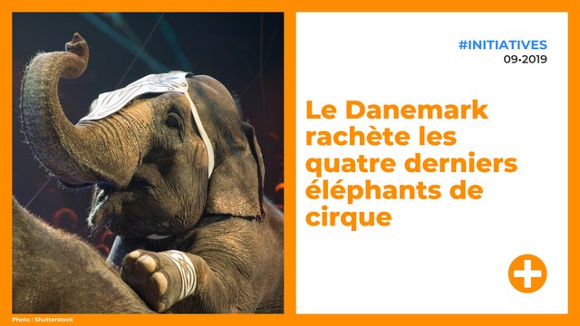Le Danemark rachète les quatre derniers éléphants de cirque