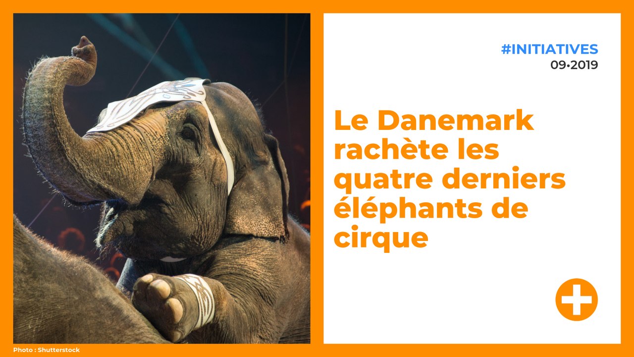 Le Danemark rachète les quatre derniers éléphants de cirque