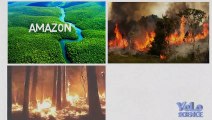 What happens if the amazon rainforest disappears