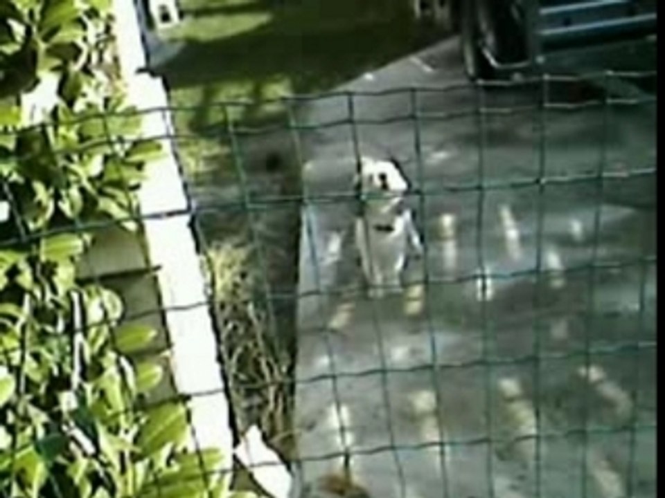 30 millions d'abrutis-Chat qui mache du fil