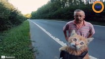 Il s’arrête en urgence pour sauver un chaton en plein milieu de la route !