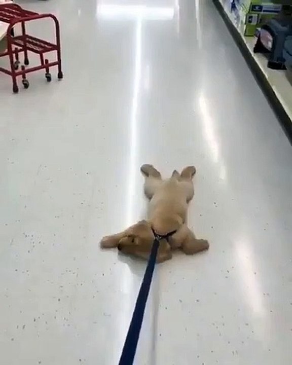 Ce petit chiot adore ramper sur les carreaux. Trop drôle !