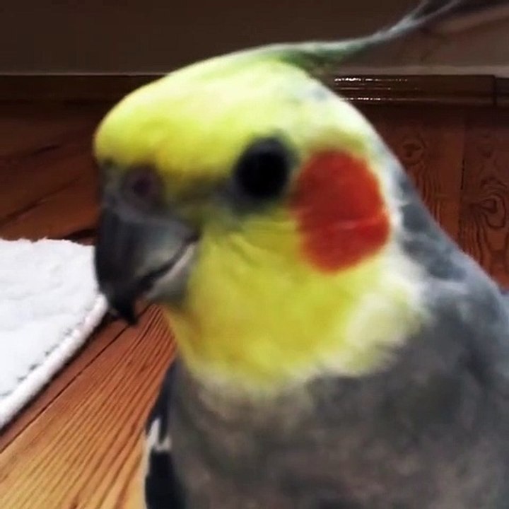 Quand une perruche se prend pour un magicien, voici ce qui arrive !