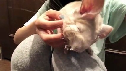 Ce chinchilla ne dort que quand on lui caresse le cou. Trop cute