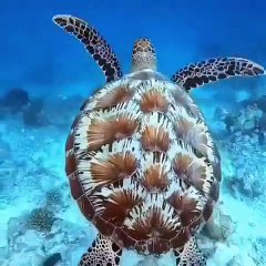 Époustouflant ! Admirez l'incroyable dos de cette tortue !