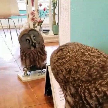 Ce mignon hibou voit son reflet dans un miroir pour la première fois. Réaction marrante !