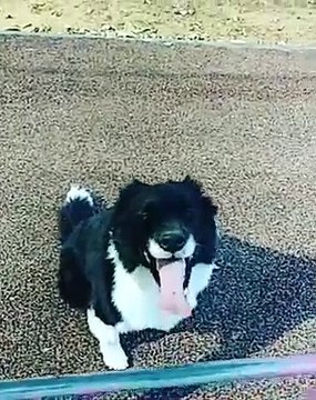 Admirez le talent de cette chienne qui saute comme un kangourou !