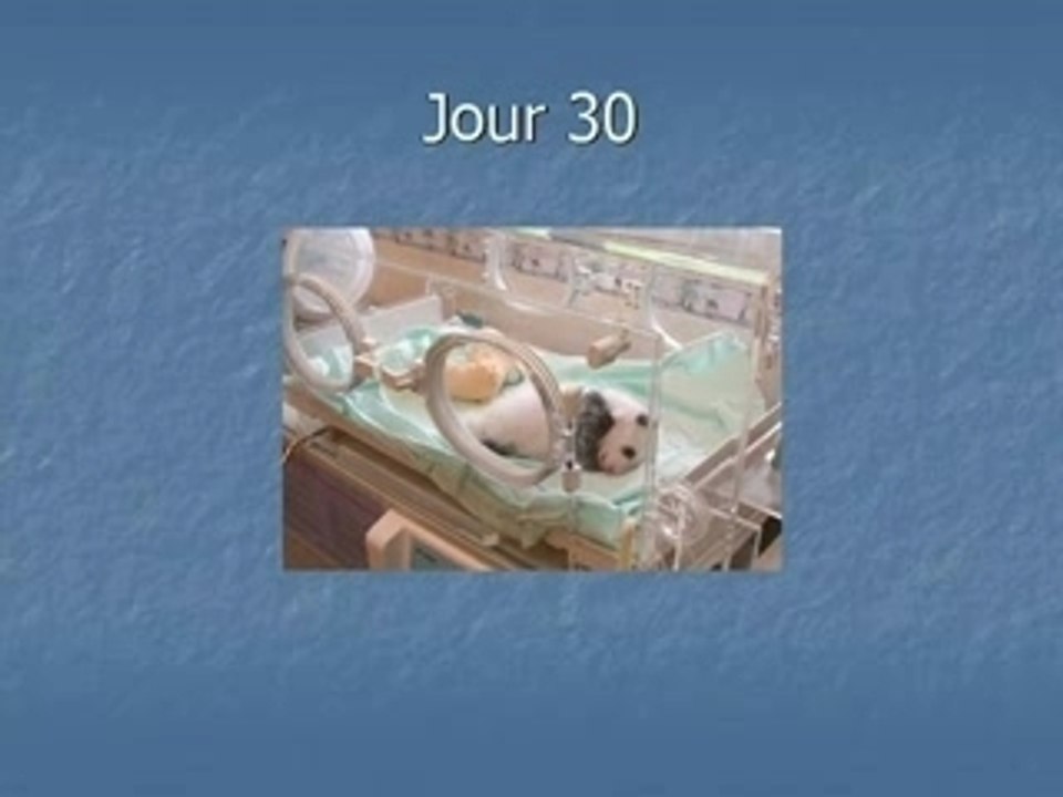 Naissance d un panda
