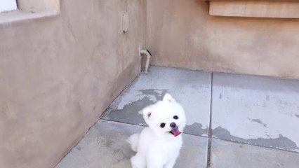 We Shaved All Of Our 3 Pound Puppy's Hair Off... (CUTEST TRANSFORMATION EVER)