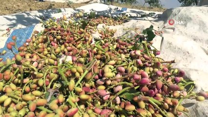 Devlet desteği ile Siirt fıstığı fiyatları düşecek