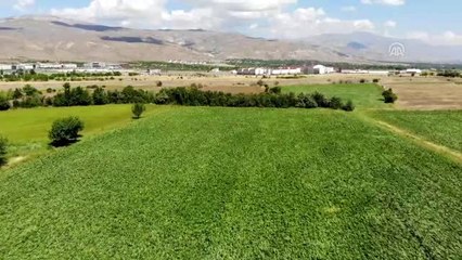 Şeker pancarı alım fiyatının yükseltilmesi çiftçilerin yüzünü güldürdü