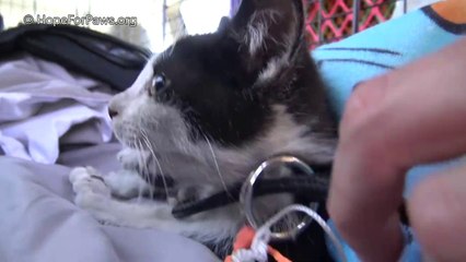 Animal Rescue - Rescue on the roof requires causing some damage, but it all works out!