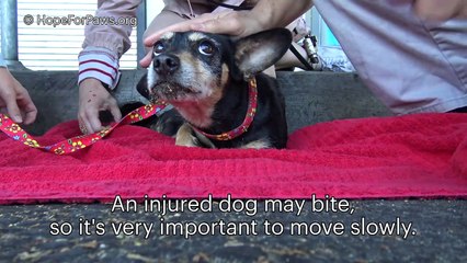 Animal Rescue - Scared dog gets hit by a car in Hollywood - the artist who found her did something special for us