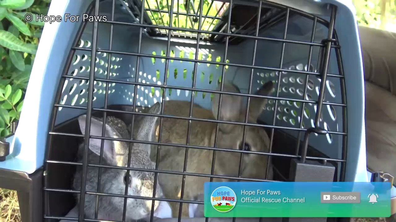Animal Rescue - Bunny rescue under fire(works)...