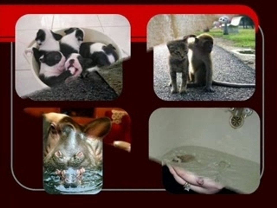 Les animaux bebes