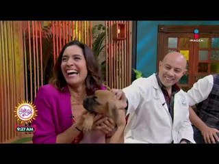 Moquillo canino, qué es y cuáles son sus síntomas | Sale el Sol