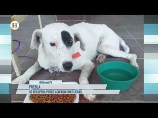 Ningo, el perro que sufrió una amputación, podría irse a Canadá