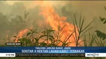Kebakaran Lahan Karet Capai 4 Hektar di Jambi