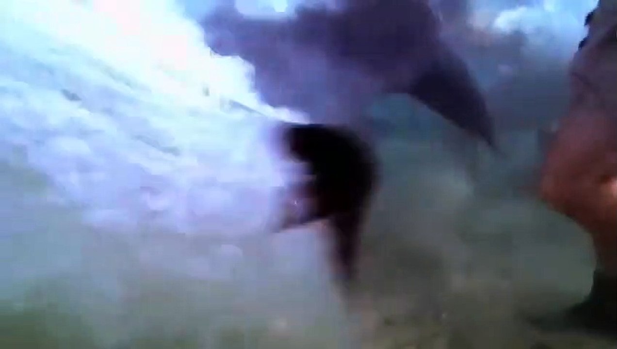 shark attack sea attack best video