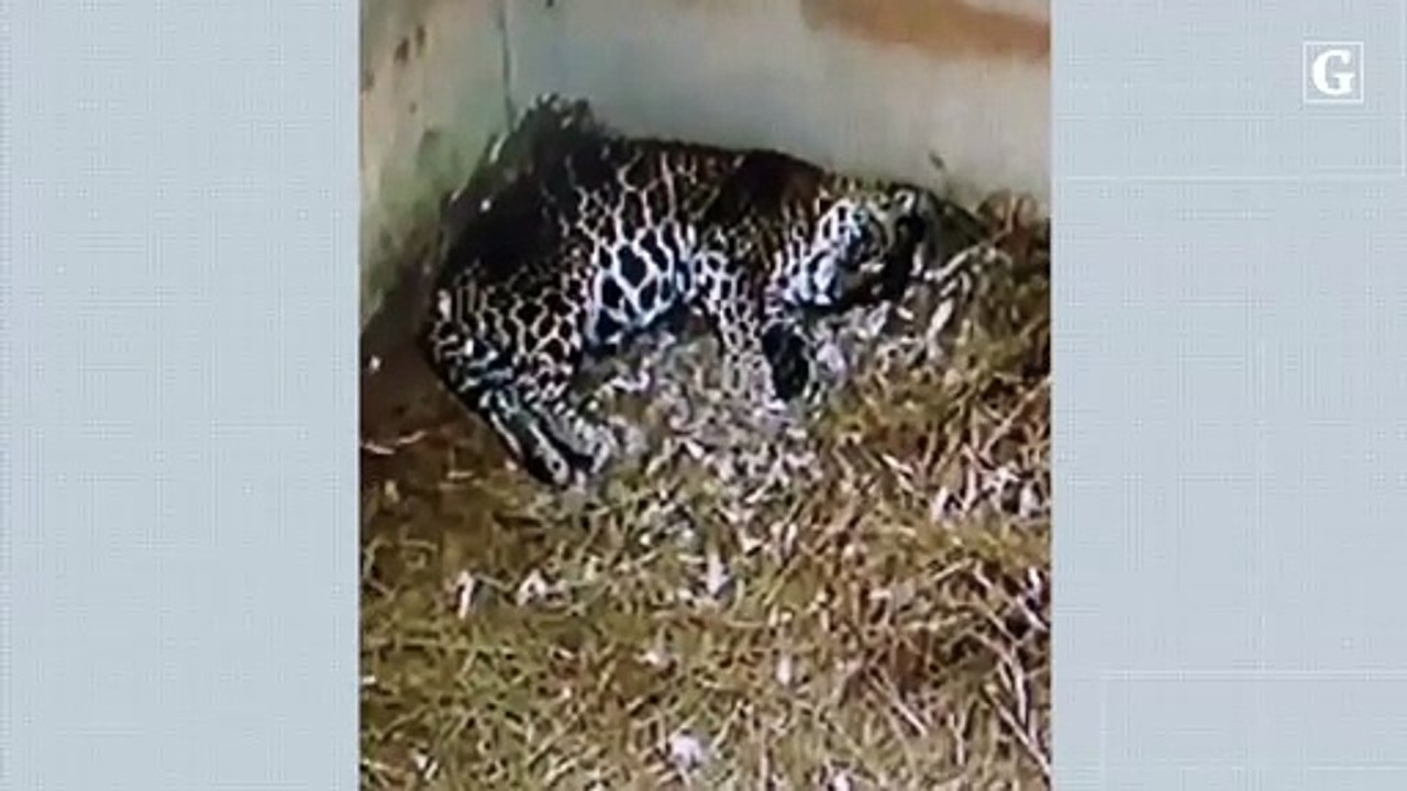 Onças-pintadas nascem em cativeiro no Espírito Santo