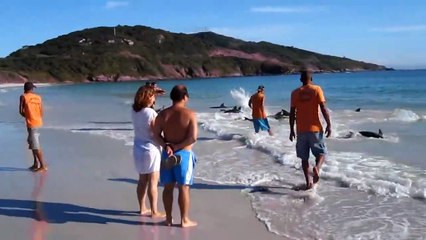 Des dizaines de dauphins viennent s'échouer sans raison sur cette plage brésilienne