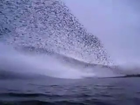 Quand des milliers d'oiseaux forment un nuage dans le ciel : spectacle magnifique